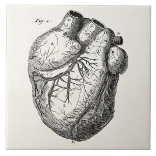 Vintage 1800s Heart Retro Cardiac Anatomy Hearts Ceramic Tile