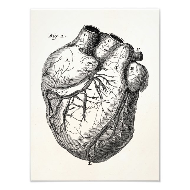 Vintage 1800s Heart Retro Cardiac Anatomy Hearts Photo Print (Front)