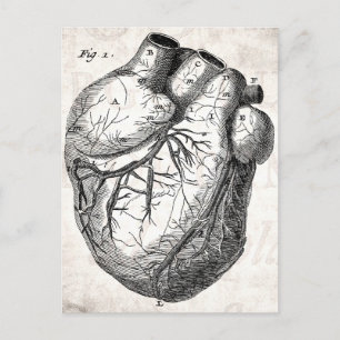 Vintage 1800s Heart Retro Cardiac Anatomy Hearts Postcard