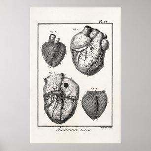 Vintage 1800s Heart Retro Cardiac Anatomy Hearts Poster