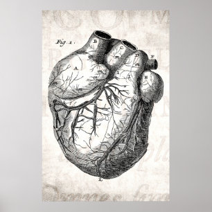 Vintage 1800s Heart Retro Cardiac Anatomy Hearts Poster