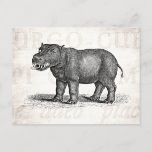 Vintage 1800s Hippopotamus Illustration - Hippos Postcard