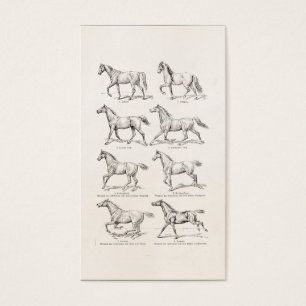 Vintage 1800s Horse Gaits Illustration Horses