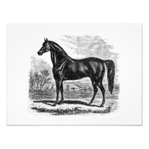 Vintage 1800s Horse - Morgan Equestrian Template Photo Print