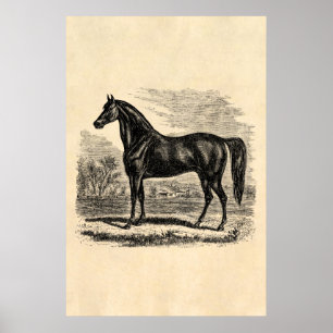 Vintage 1800s Horse - Morgan Equestrian Template Poster