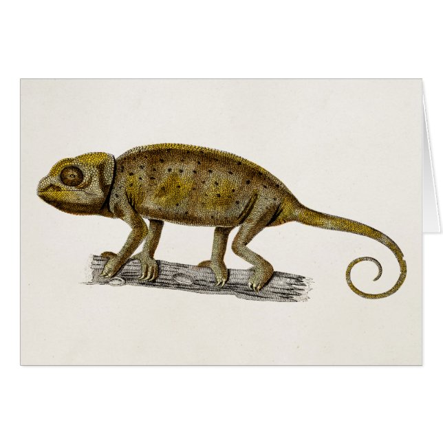 Vintage 1800s Iguana Lizard Illustration Iguanas (Front Horizontal)