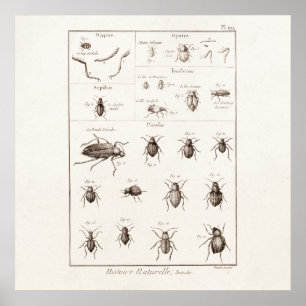 Vintage 1800s Insects Bug Beetles Illustration Poster