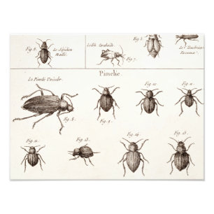 Vintage 1800s Insects Bugs Beetles Illustration Photo Print