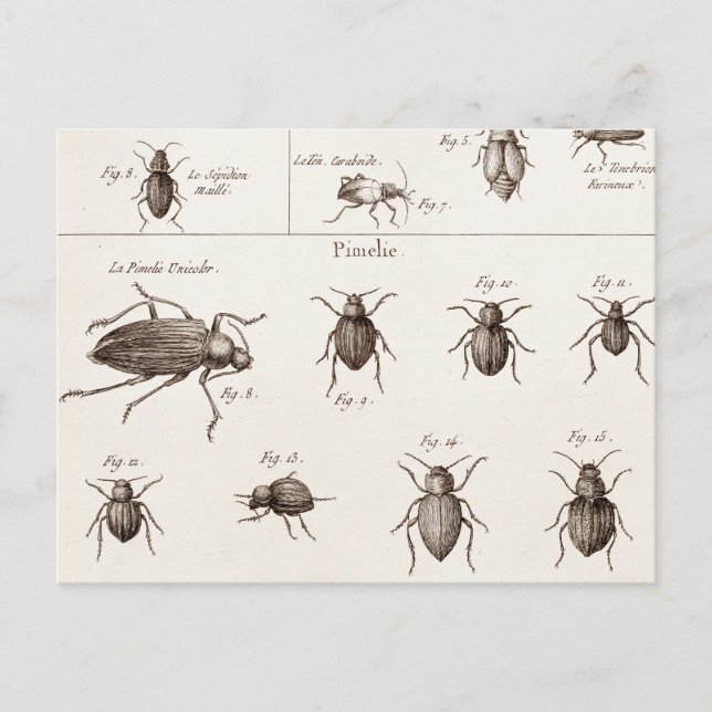 Vintage 1800s Insects Bugs Beetles Illustration Postcard (Front)