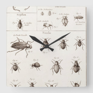 Vintage 1800s Insects Bugs Beetles Illustration Square Wall Clock