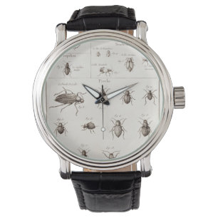 Vintage 1800s Insects Bugs Beetles Illustration Watch