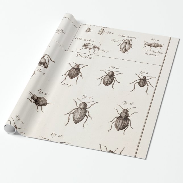 Vintage 1800s Insects Bugs Beetles Illustration Wrapping Paper (Unrolled)