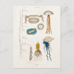 Vintage 1800s Jellyfish Illustration - Jelly Fish Postcard