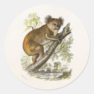 Vintage 1800s Koala Bear Illustration Bears Koalas Classic Round Sticker