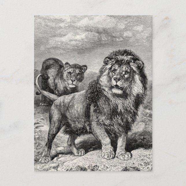 Vintage 1800s Lion Lionesse Big Cat Illustration Postcard (Front)