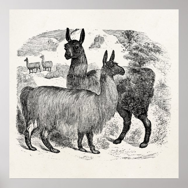 Vintage 1800s Llama Retro Llamas Alpaca Template Poster (Front)