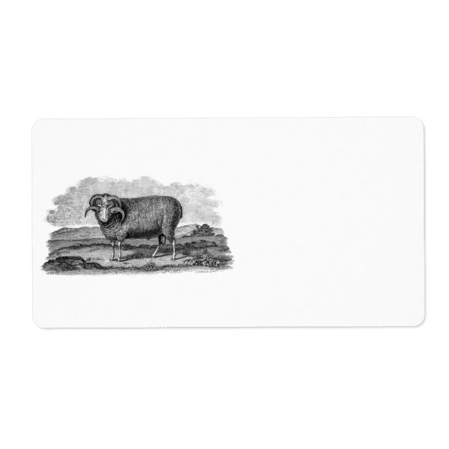 Vintage 1800s Merino Sheep Ram Lamb Template (Front)