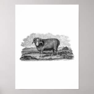 Vintage 1800s Merino Sheep Ram Lamb Template Poster