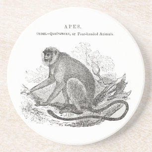 Vintage 1800s monkey art coaster
