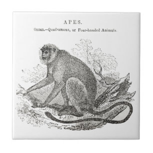 Vintage 1800s monkey art tile