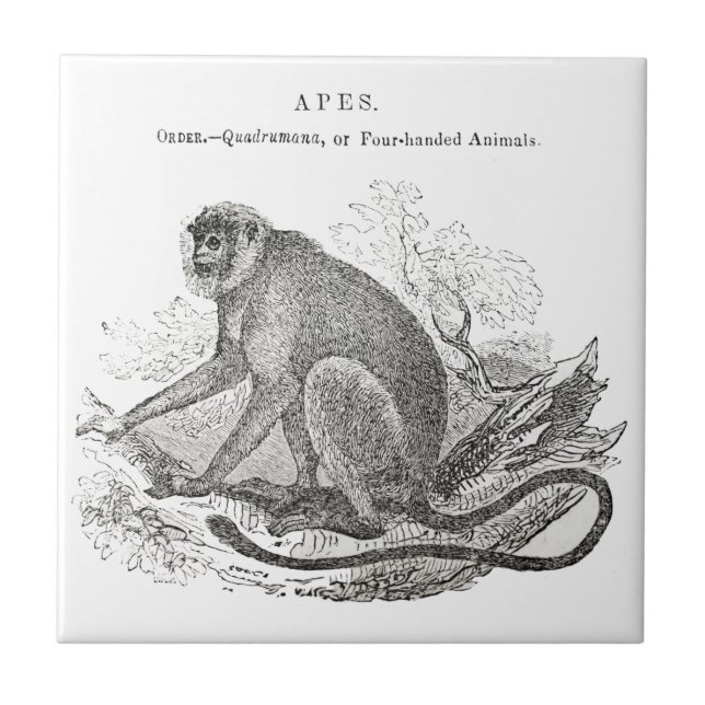Vintage 1800s monkey art tile (Front)