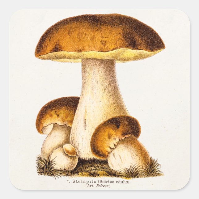 Vintage 1800s Mushroom Edible Mushrooms Template Square Sticker (Front)