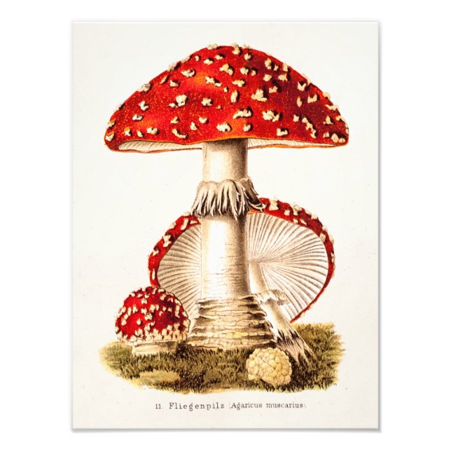 Vintage 1800s Mushroom Red Mushrooms Template Photo Print (Front)