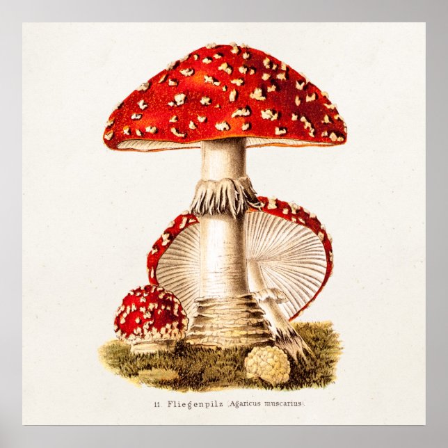 Vintage 1800s Mushroom Red Mushrooms Template Poster (Front)