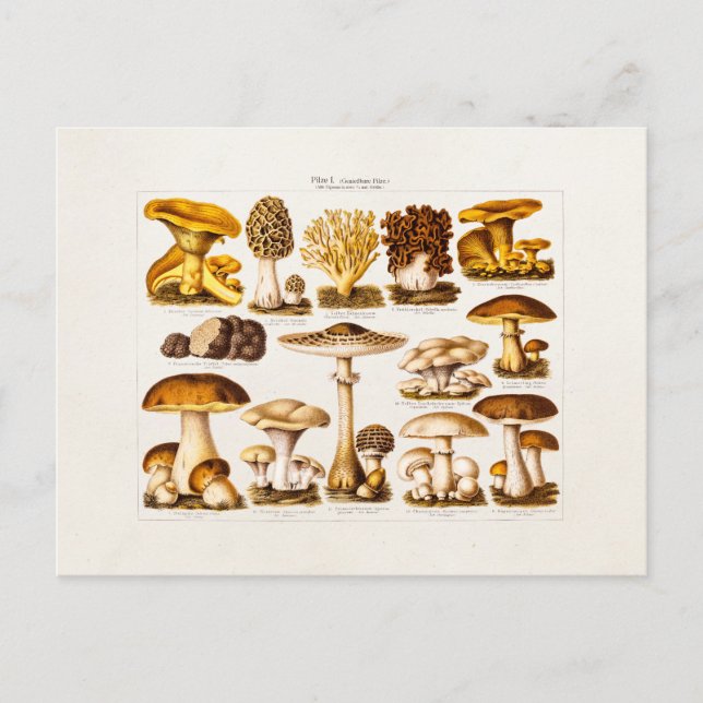 Vintage 1800s Mushroom Variety  Mushrooms Template Postcard (Front)