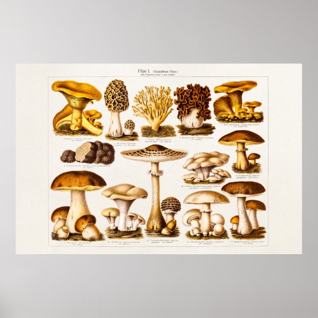 Vintage 1800s Mushroom Variety  Mushrooms Template Poster (Front)