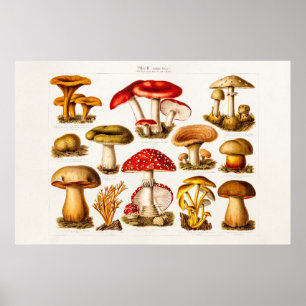 Vintage 1800s Mushroom Variety Red Mushrooms Poster