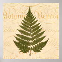 Vintage 1800s Olive Green Fern Leaf Illustration