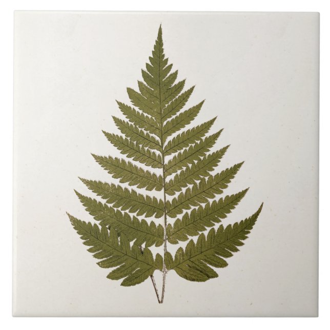 Vintage 1800s Olive Green Fern Leaf Template Tile (Front)