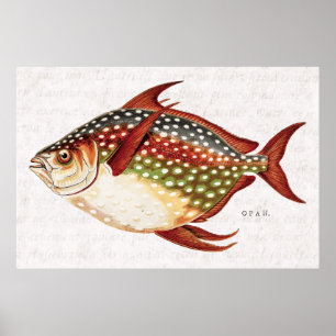 Vintage 1800s Opah Tropical Sporting Fish Drawing Poster
