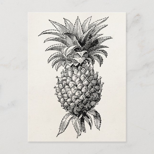 Vintage 1800s Pineapple Illustration Pineapples Postcard (Front)