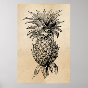 Vintage 1800s Pineapple Illustration Pineapples Poster