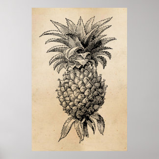 Vintage 1800s Pineapple Illustration Pineapples Poster
