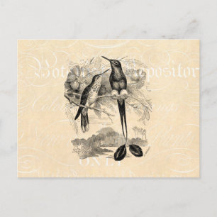 Vintage 1800s Racket-Tail Hummingbird Racquet Tail Postcard