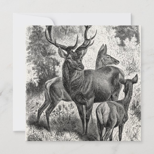 Vintage 1800s Red Deer Illustration Stag Doe Fawn (Front)