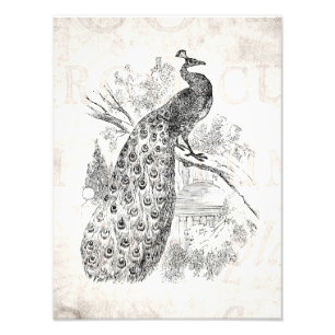 Vintage 1800s Retro Peacock Illustration Template Photo Print