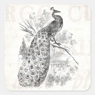 Vintage 1800s Retro Peacock Illustration Template Square Sticker