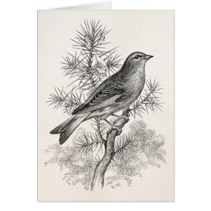 Vintage 1800s Rose Linnet Song Bird Finch Birds