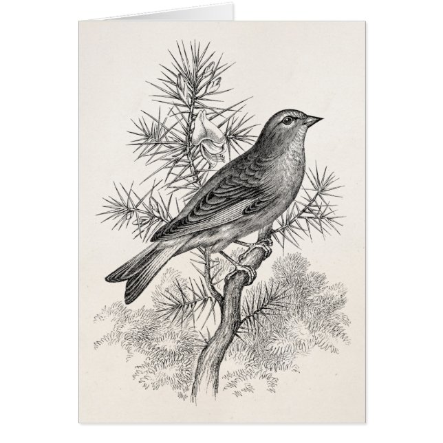 Vintage 1800s Rose Linnet Song Bird Finch Birds (Front)