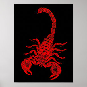 Vintage 1800s Scorpion Illustration Red Scorpions Poster