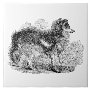 Vintage 1800s Shepherd's Dog - Sheep Dogs Ceramic Tile