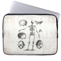 Vintage 1800s Skeleton Antique Anatomy Skeletons