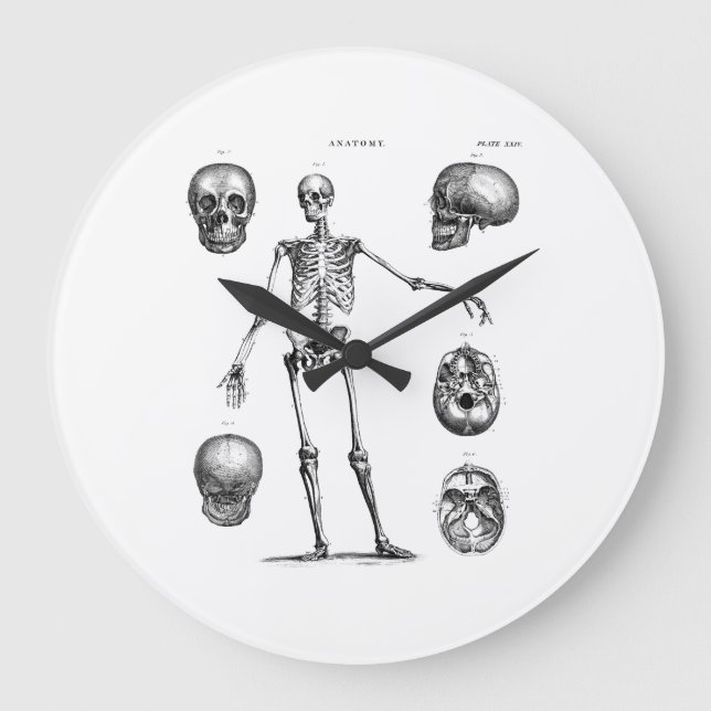 Vintage 1800s Skeleton Antique Anatomy Skeletons Large Clock (Front)