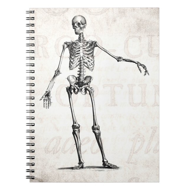 Vintage 1800s Skeleton Retro Skeletons Anatomy Notebook (Front)