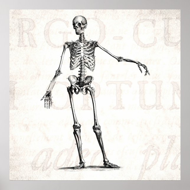 Vintage 1800s Skeleton Retro Skeletons Anatomy Poster (Front)