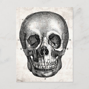 Vintage 1800s Skull Retro Anatomical Old Drawing Postcard